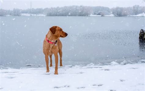 Premium Photo | A cheerful funny dog plays on the shore of a lake in ...