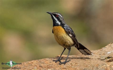 The Endemic Birds of South Africa - Birding Ecotours