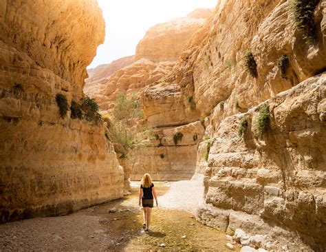 How to find the iconic Dead Sea Tree - the exact location — Walk My World