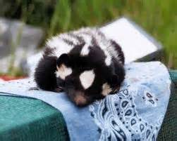 sleeping skunk - Google Search | Skunk, Animals, Squirrel