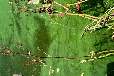 Premium Photo | Water pollution by blooming blue green algae green ...