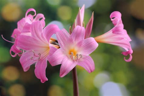 Jersey Lily Amaryllis Belladonna - Free photo on Pixabay - Pixabay