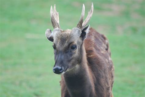 Philippine spotted deer - ZooChat