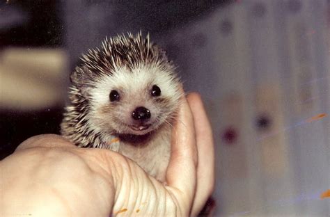 Tipsy the smiling hedgehog! : aww