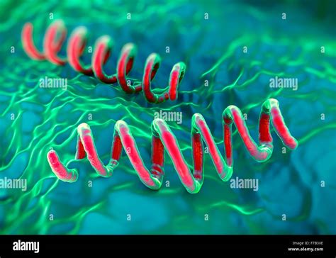 Treponema pallidum bacteria, computer illustration Stock Photo - Alamy