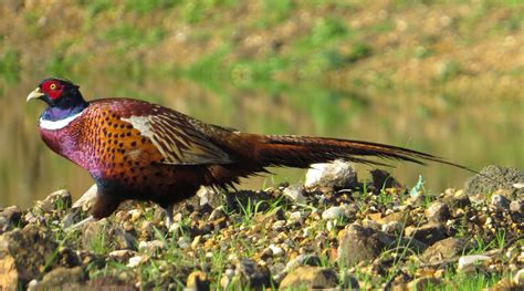 The Bagsy Blog: Pheasant Plucker's Song - Traditional