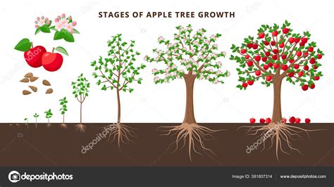 Apple tree growing stages - vector botanical illustration in flat ...