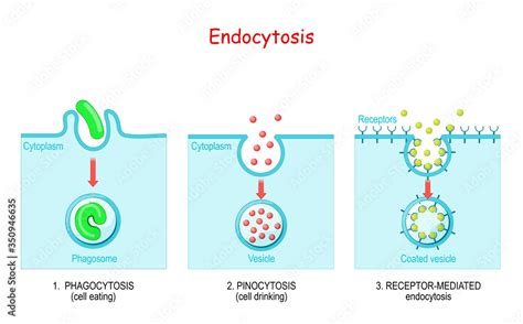 endocytosis. phagocytosis, pinocytosis, receptor-mediated endocytosis Stock Vector | Adobe Stock