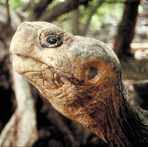 Galapagos Pictures, Giant Tortoises