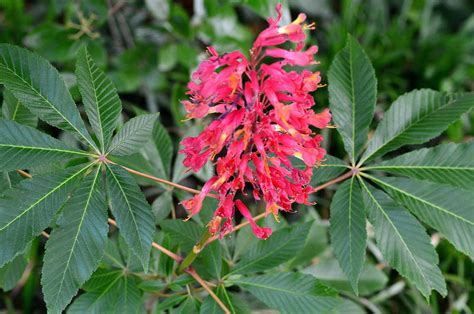 Flowering Buckeye Tree Photograph by Belinda Stucki