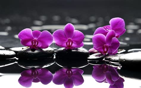 HD Purple Zen Wallpapers - Top Free HD Purple Zen Backgrounds - WallpaperAccess