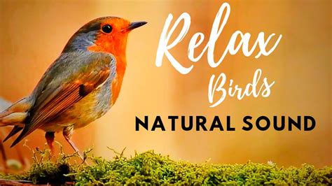 Relax! Birds Natural Sound and Piano - YouTube