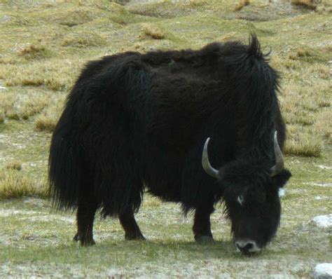 Just About Everything: Animals of Ladakh, India