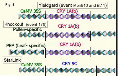 The transgene design controls the trait | The New Bts - passel