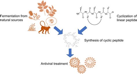 A Review: The Antiviral Activity of Cyclic Peptides | International ...