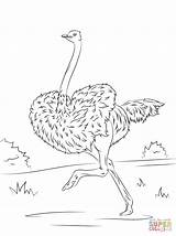 Running Ostrich coloring Page  Free Printable Coloring Pages sketch template