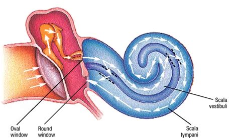 Ear Anatomy Oval Window