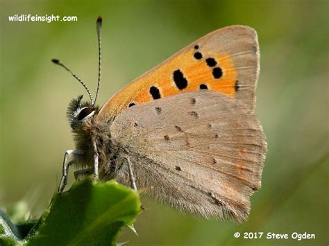 The Small Copper Butterfly and caterpillar (Lycaena phlaeas) | Wildlife ...