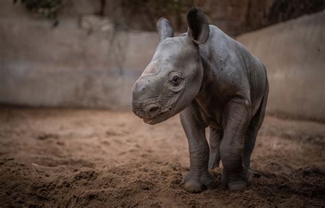 Birth of rare baby female rhino celebrated at Chester Zoo | Express & Star