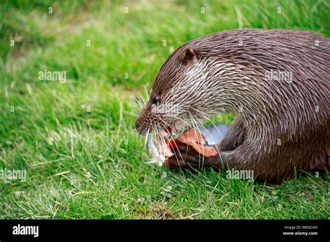 The Eurasian otter, also known as the European otter, Eurasian river ...