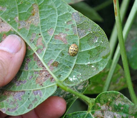 Mexican bean beetle: Control tips | Garden pests, Organic pest control ...