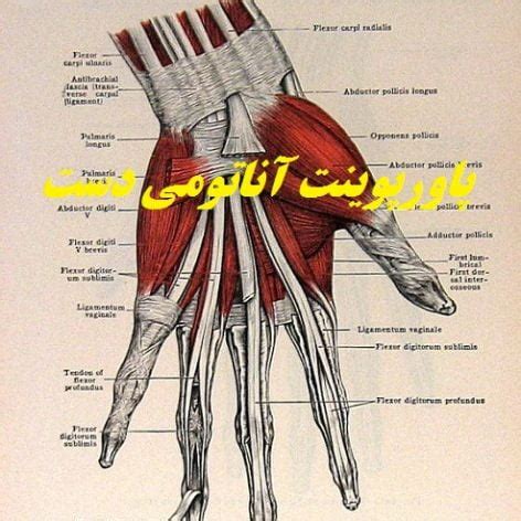 آناتومی دست در قالب پاورپوینت - سن فایل