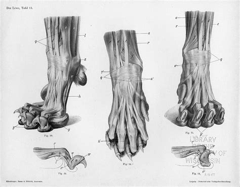 Lion Paw Drawing at PaintingValley.com | Explore collection of Lion Paw Drawing