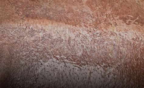 Texture of wet hippo skin — Stock Photo © koratmember #6671922