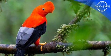 Wildlife Encounters Around Machu Picchu