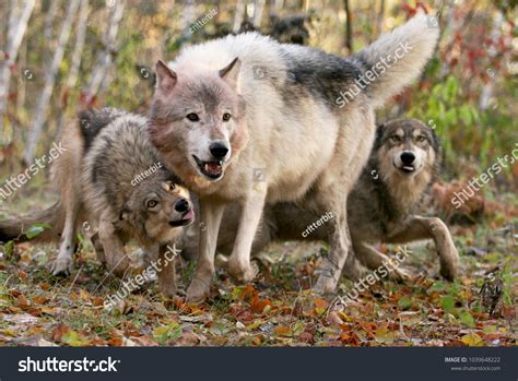 Gray Wolf Pack Showing Submissive Behavior Stock Photo 1039648222 ...