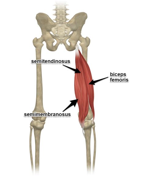 The Hamstring Muscles, Attachments & Actions - Yoganatomy