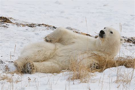 Wild Life In Forest: polar bear hunting seal