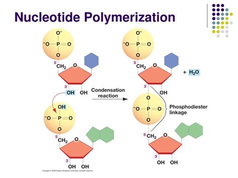 PPT - Nucleic Acids & The RNA World PowerPoint Presentation, free download - ID:2959288