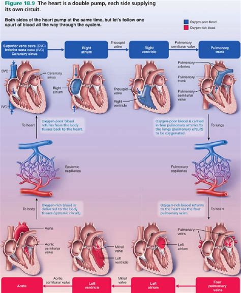 The most amazing & thorough visual explanation of [Blood Flow Through ...