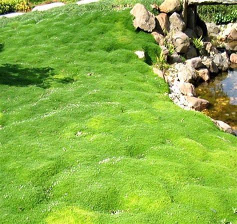 Irish Moss 10 Count Flat Of Pots Groundcover, Perennial Sagina Moss ToGoGarden ...