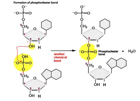 Which of the following bond in DNA links a 3' pentose sugar to a 5' pentose sugar?Hydroxyl ...