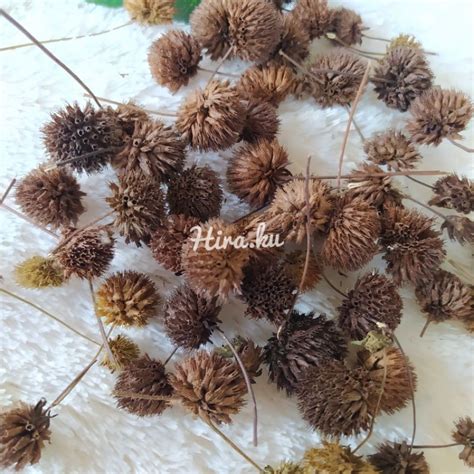 Jual Bunga pom-pom kering isi 20pcs | Shopee Indonesia