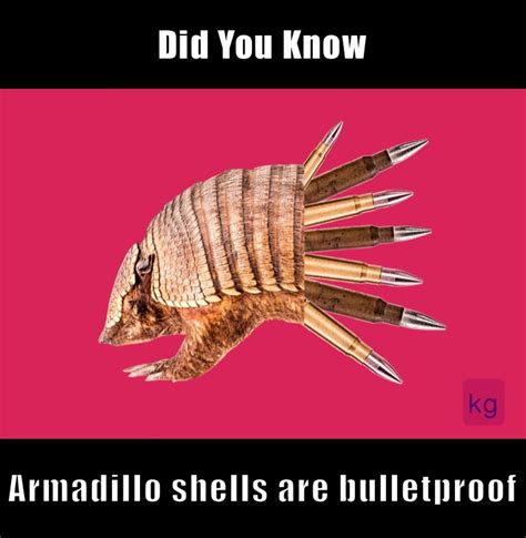 Did You Know Armadillo shells are bulletproof | @ch.vijaykumar310896 ...