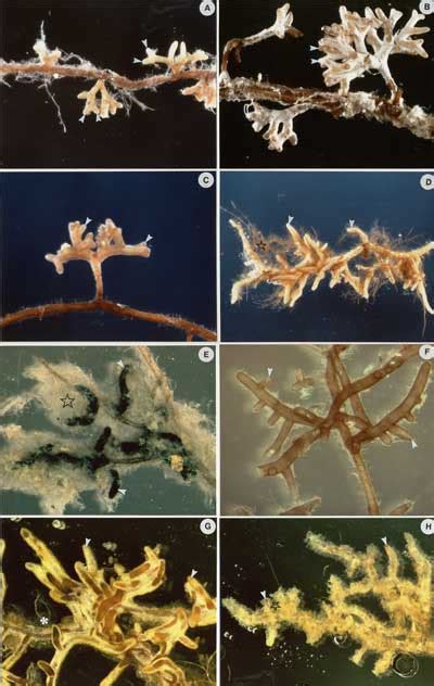 Ectomycorrhiza - Structure, Development and Functions