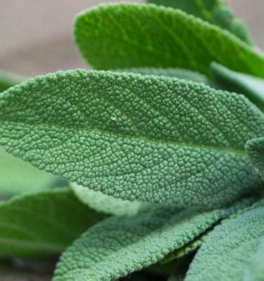 How To Grow And Care For Sage In 5 Easy Steps | Scotts Australia