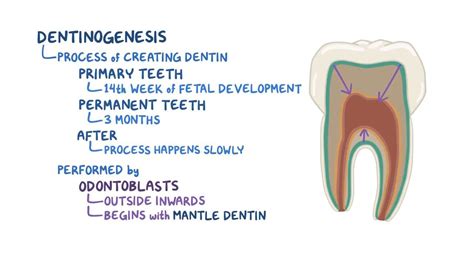 Dentinogenesis and the dentin-pulp complex: Video | Osmosis