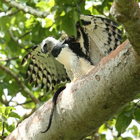 Darien Harpy Eagle Tour Panama local bird guide