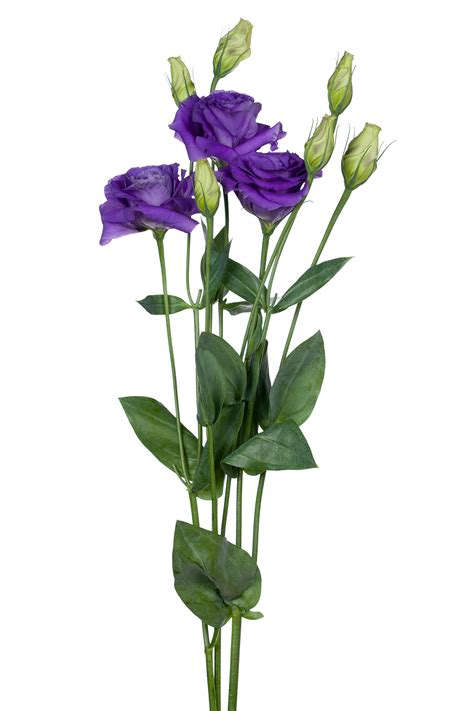 Lisianthus, Purple - Jacksonville Flower Market