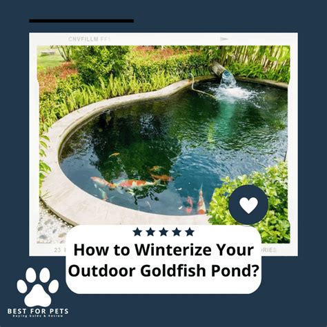 How To Winterize Your Outdoor Goldfish Pond? The Safest Method - BestForPets.org