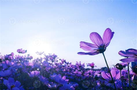 Purple cosmos flowers in the garden 2045470 Stock Photo at Vecteezy