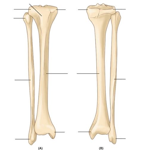 Tibia And Fibula Labeling Posterioranterior Quiz | Porn Sex Picture