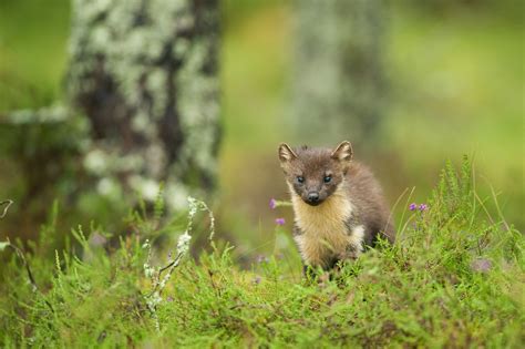 One of Britain's rarest mammals returns to Forest of Dean | Forestry England