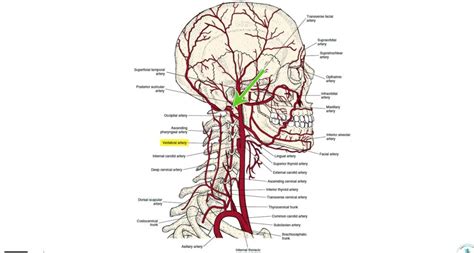 Visceral Anatomy Archives - Learn Muscles