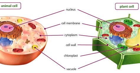 5th Grade - Andrés Segovia: UNIT 1: Cells