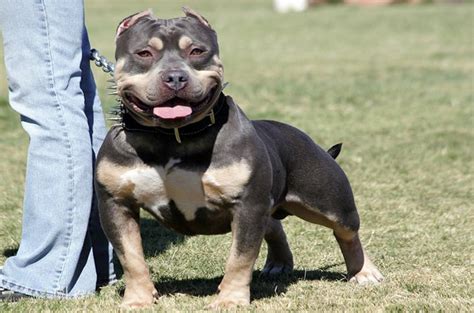 Pocket Pitbull Dog Breed Health, Grooming, Feeding, Puppies and Temperament - PetGuide | PetGuide